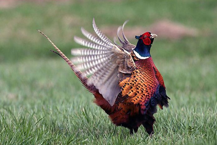 Золотой фазан самец