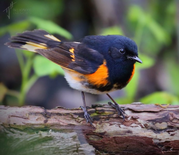 Цейлонская сипуха