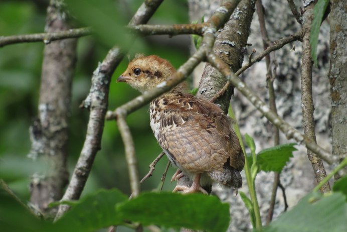 Гнездо рябчика