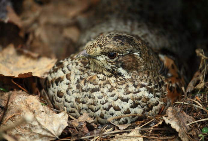 Птенец рябчика
