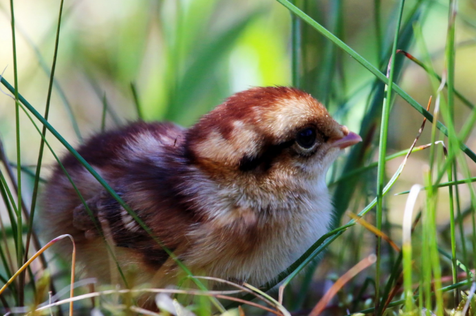 Рябчик птица с птенцами