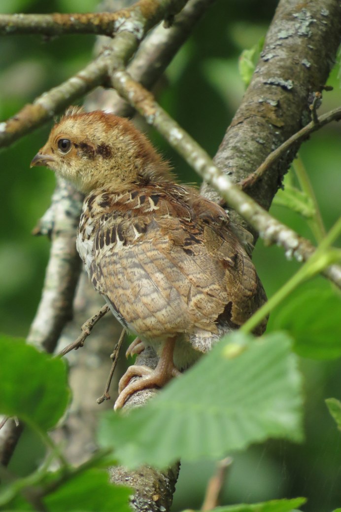 Рябчик птенцовая птица