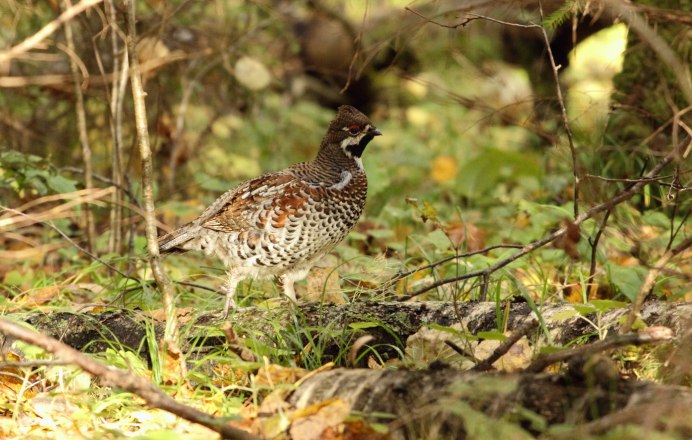 Рябчик самец и самка
