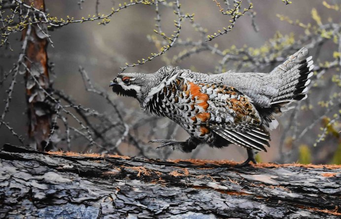 Рябчик гнездится