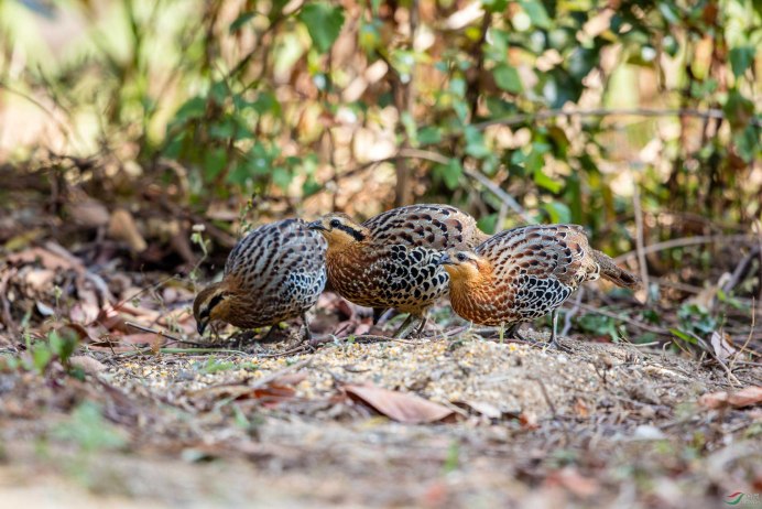 Птенцы курообразных