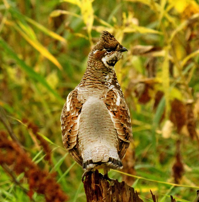 Рябчик обыкновенный птица