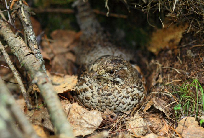 Ruffed Grouse