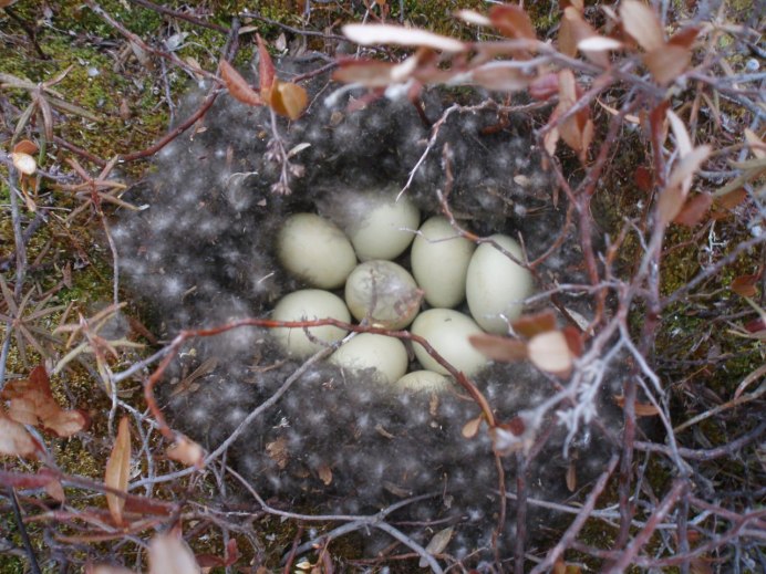 Гнездо птицы глухаря