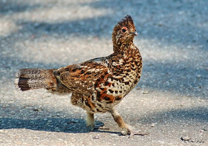 Рябчиков с птенцами