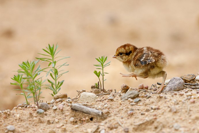 Воробей вылупился из яйца