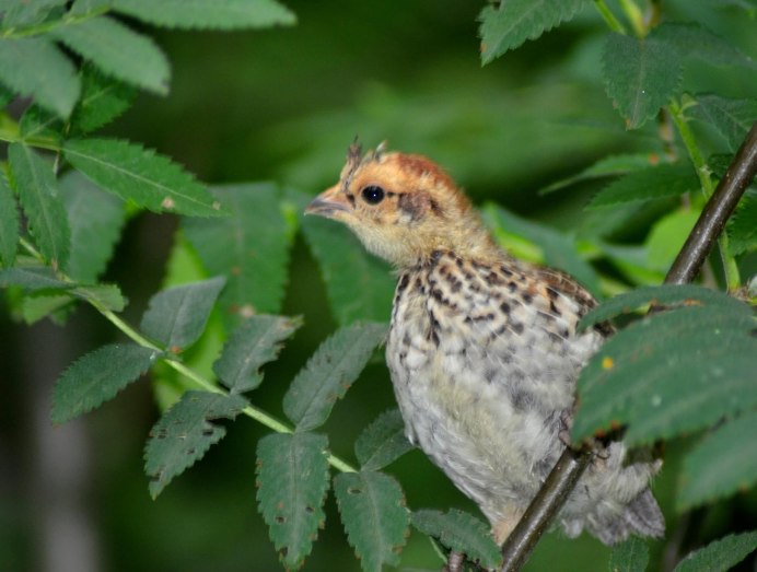 Рябчик птица с птенцами