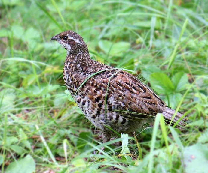 Хохлатый рябчик