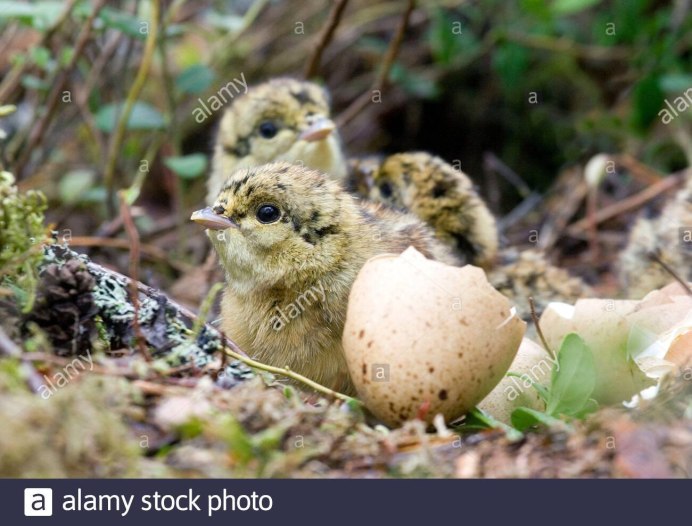 Глухарь и Глухарка