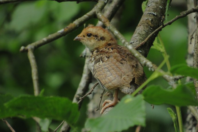 Птенец рябчика