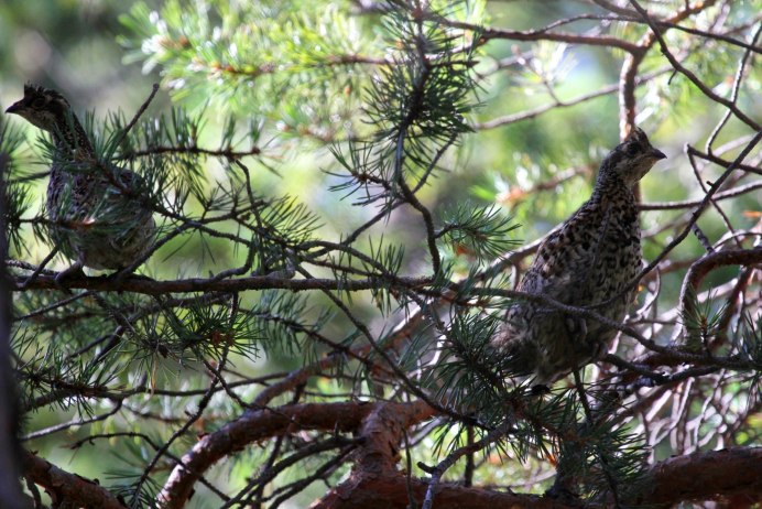 Крыло рябчика