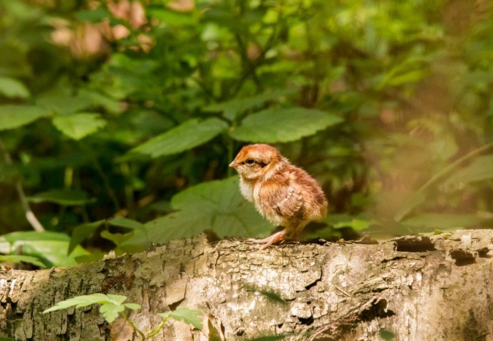 Рябчик птица с птенцами