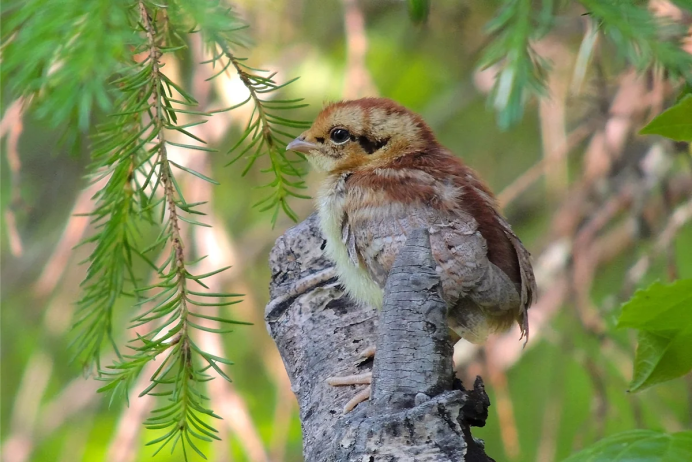 Рябчиков с птенцами