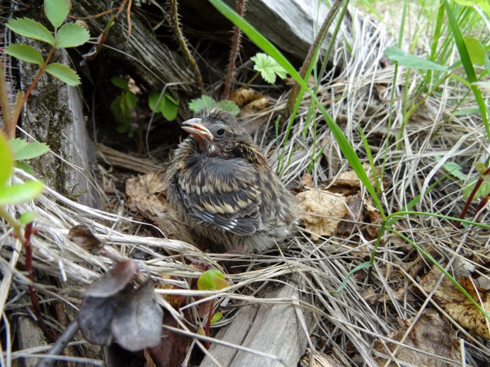 Гнездо рябчика