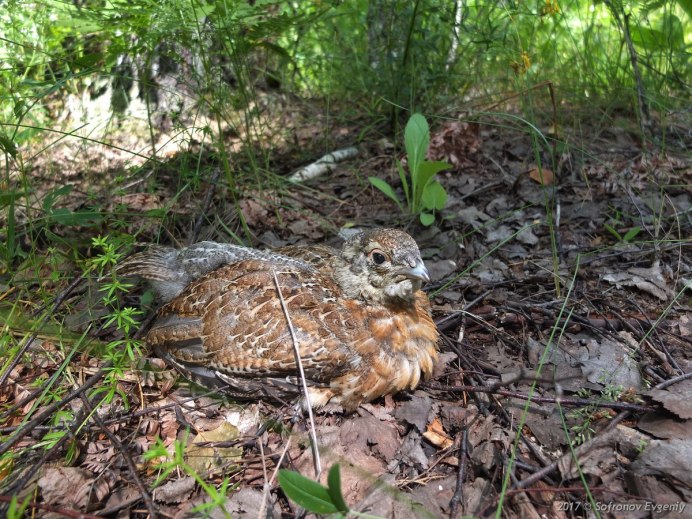 Глухарка с птенцами