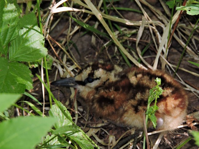 Птенцы тетерева косача