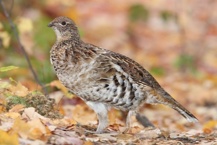 Гнездо птицы глухаря