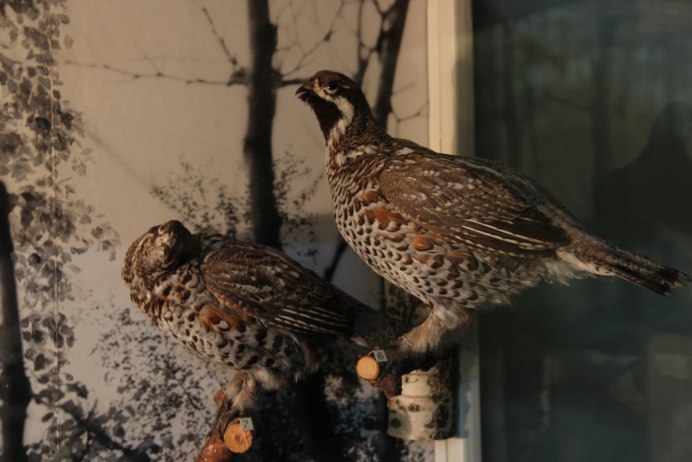 Рябчик Tetrastes bonasia