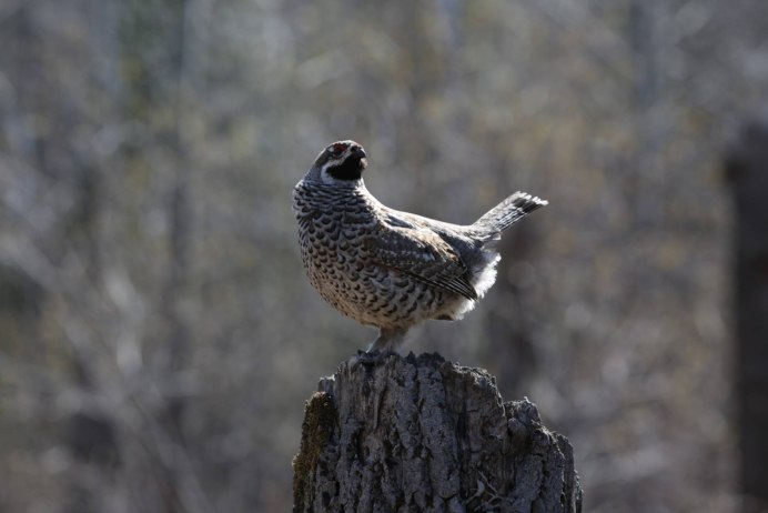 Рябчик самец