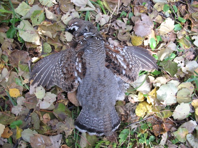 Рябчик (Bonasa bonasia)