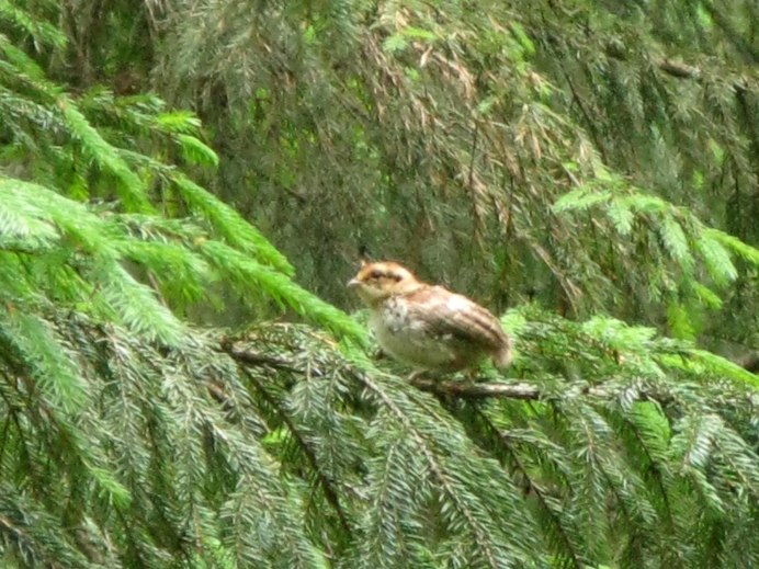 Рябчик в Тверской области