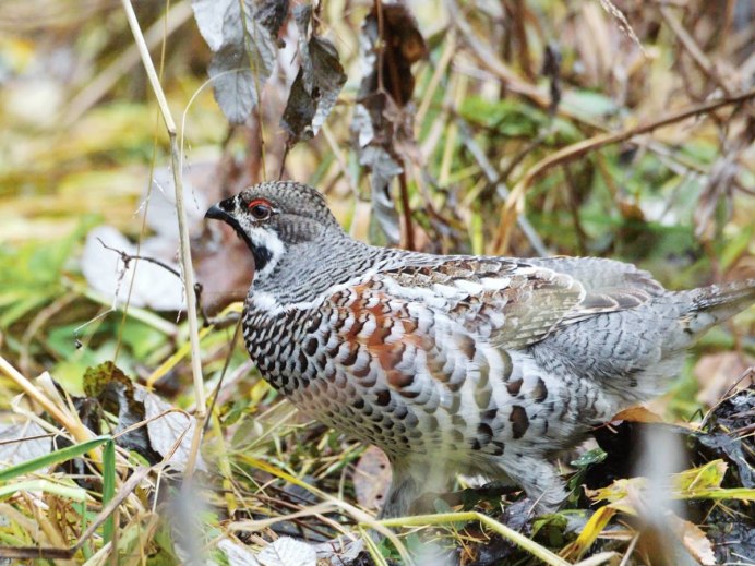 Птенец рябчика