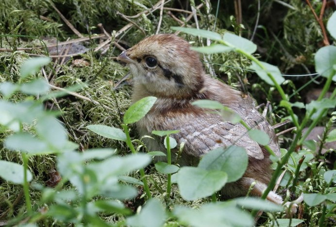 Птенец рябчика