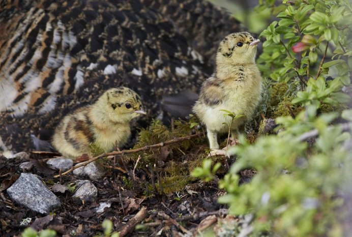 Капалуха гнездо