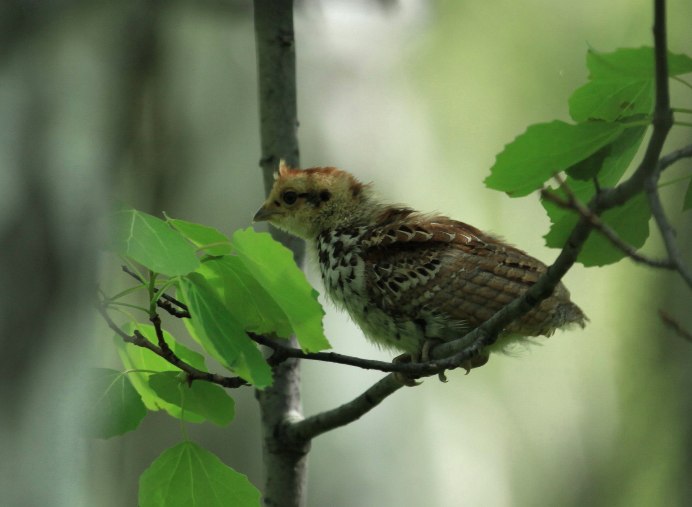 Рябчик обыкновенный птенец