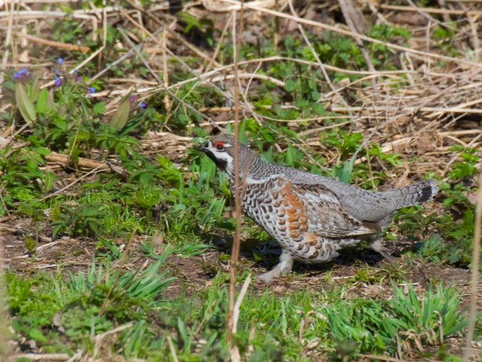 Рябчик обыкновенный птенец