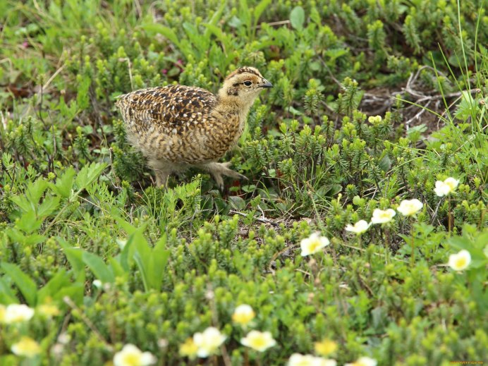Рябчик птенцовая птица