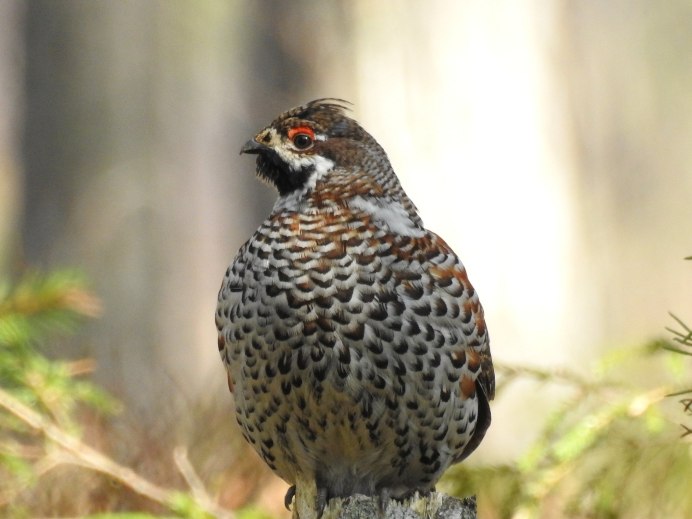 Ruffed Grouse птица