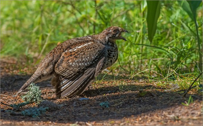 Птенцы тетерева косача