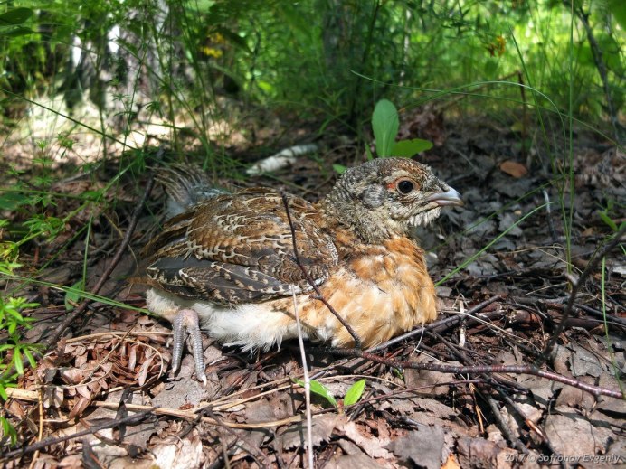 Рябчики пара