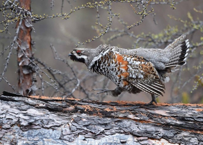 Ареал обитания рябчика