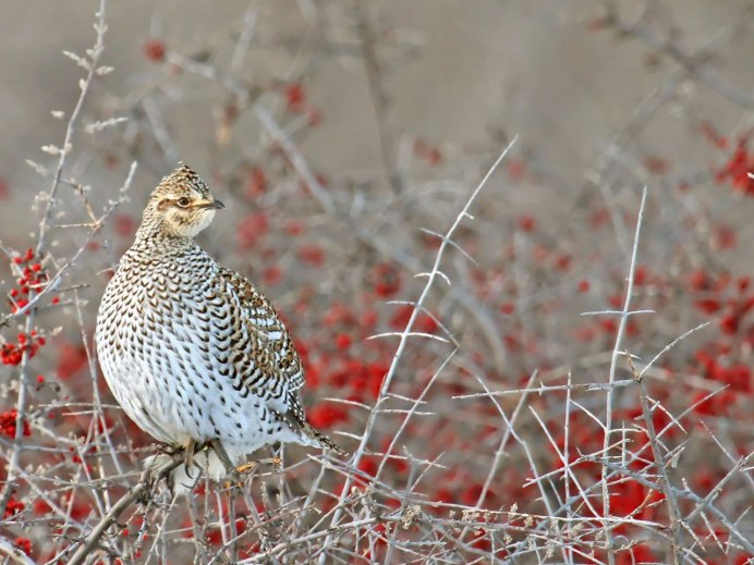 Птенцы глухаря