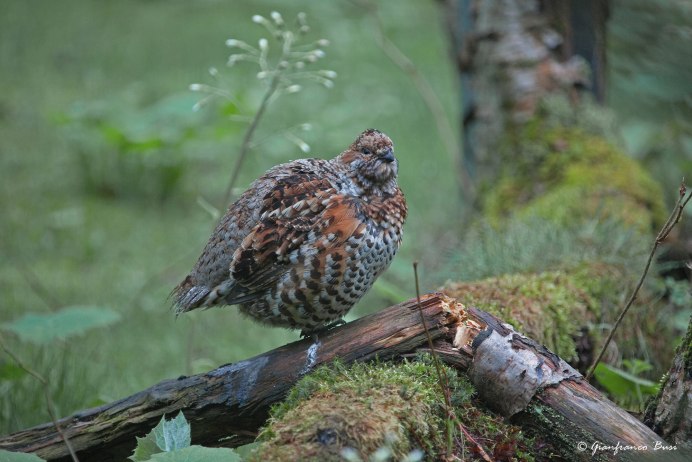 Стая рябчиков