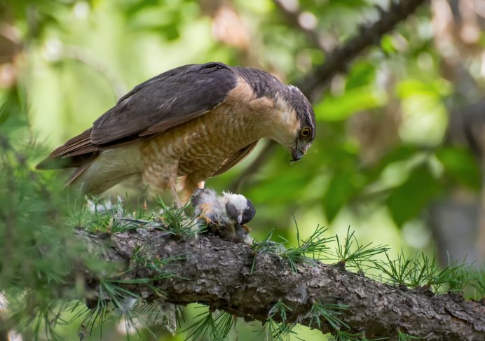 Красный Коршун Milvus Milvus