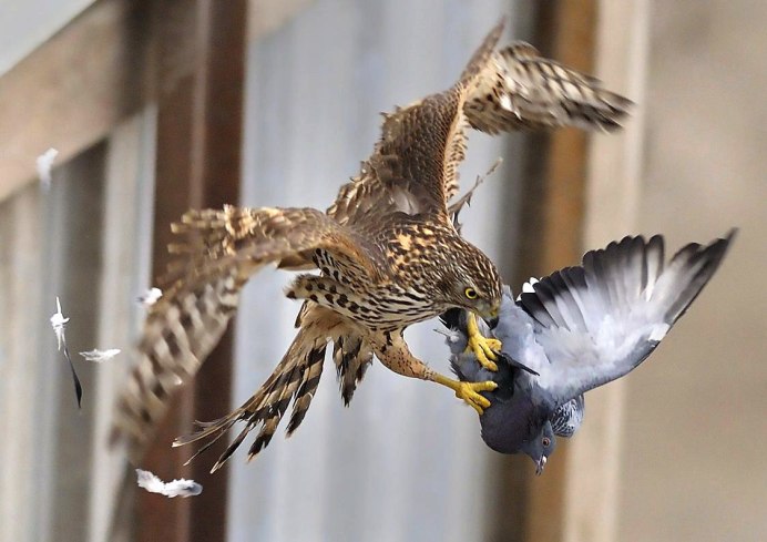 Рыжая хищная птица