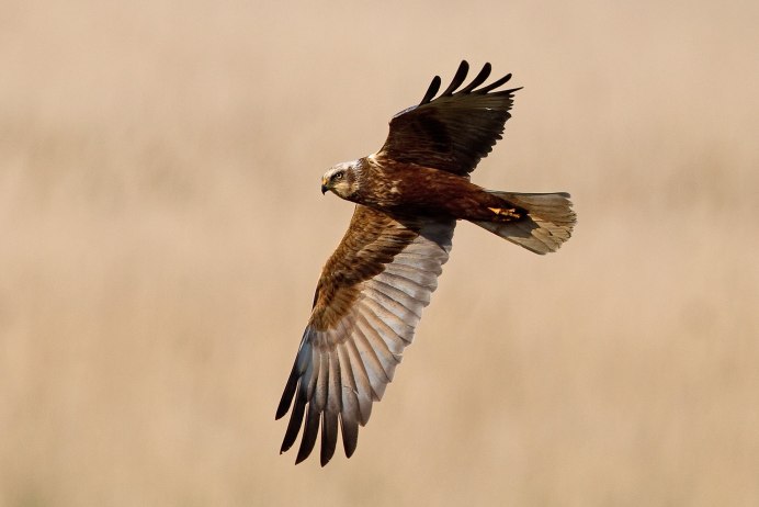 Птицы орёл Коршун Беркут Сокол