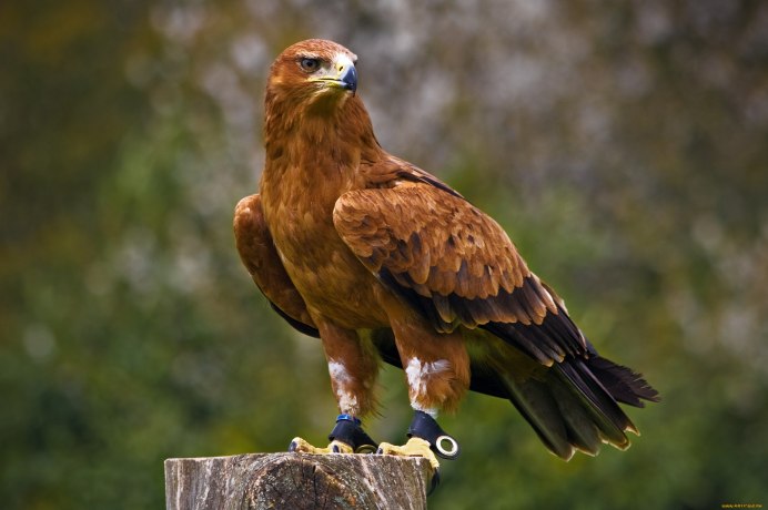 Соловей птенец слеток