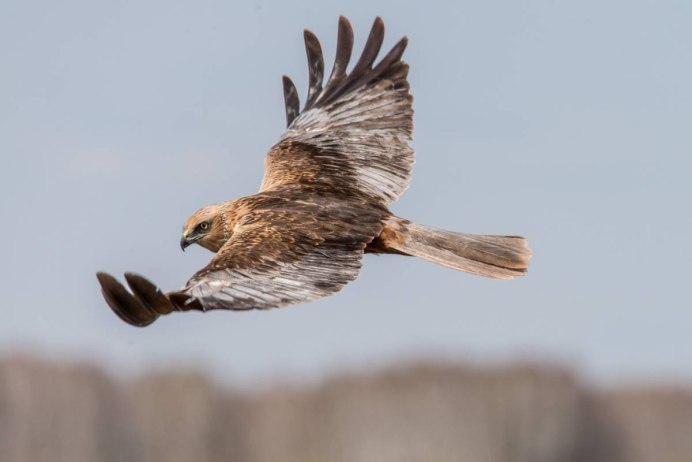 Хищные птицы пустыни названия