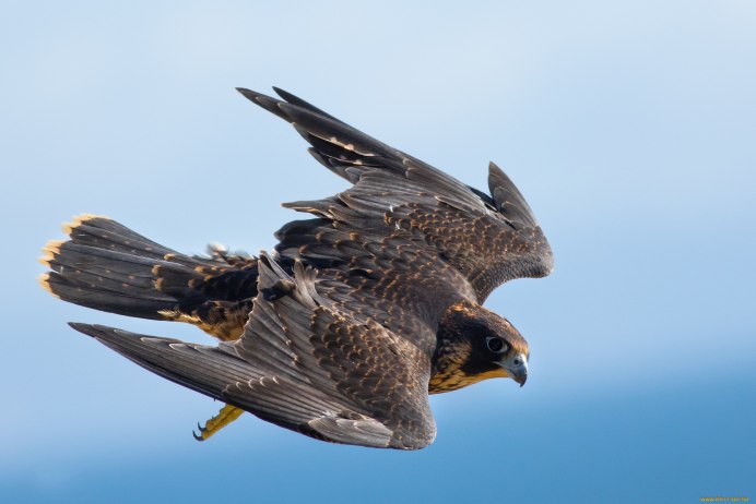 Сокол и Воробей