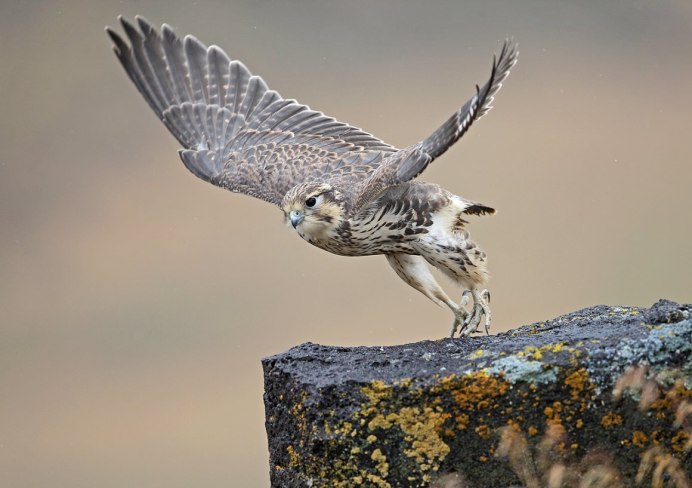 Клюв воробья