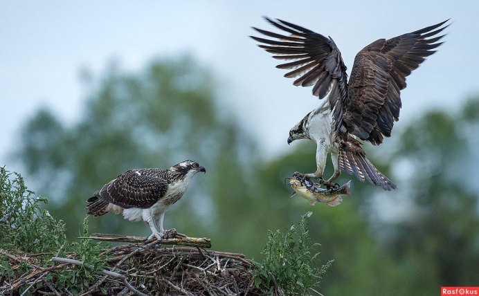 Мадагаскарская пустельга