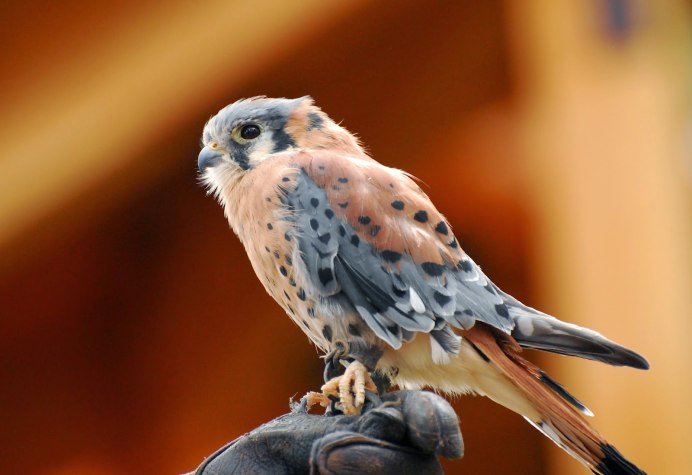 Хищный Воробей